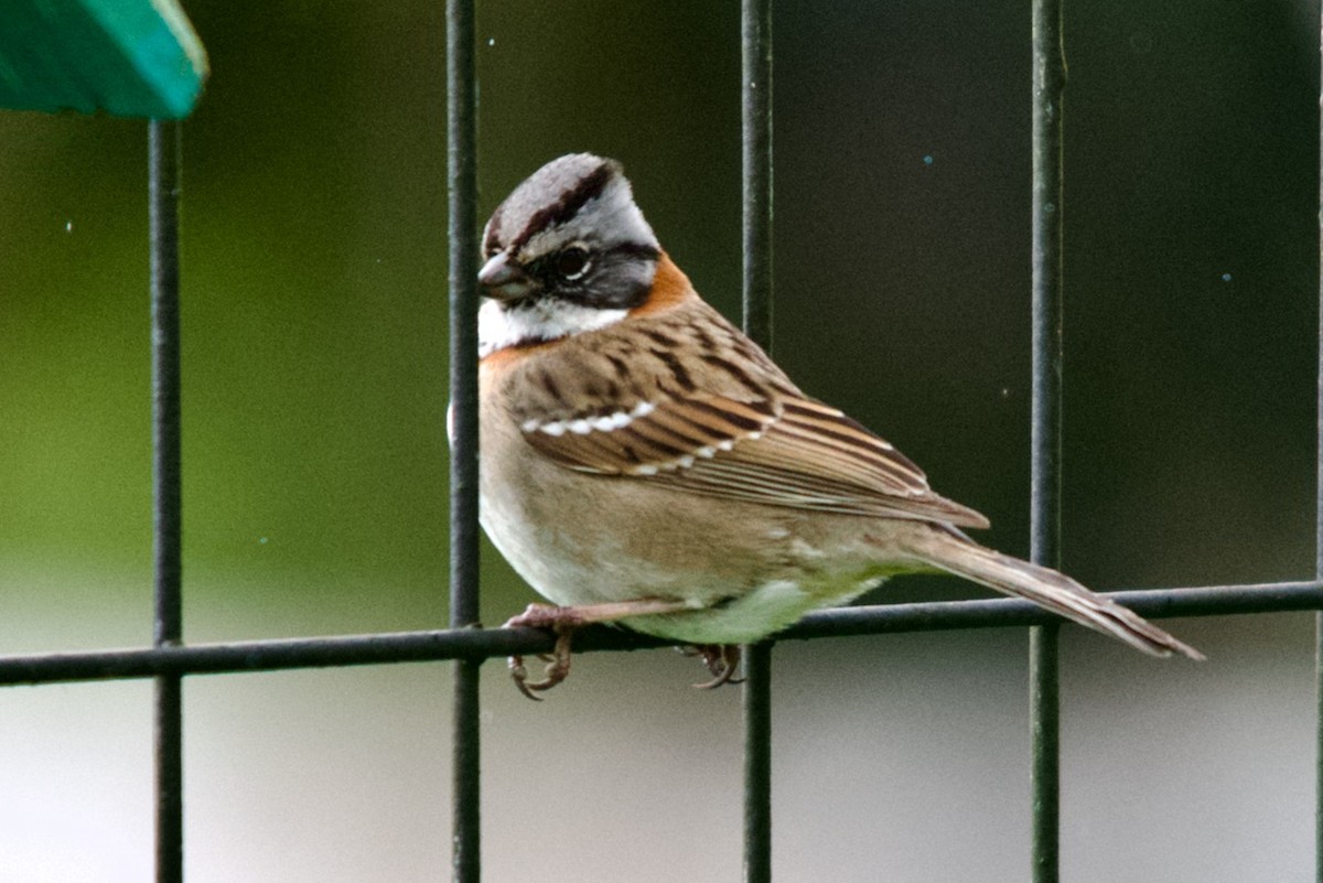Rufous-collared Sparrow - ML608459377