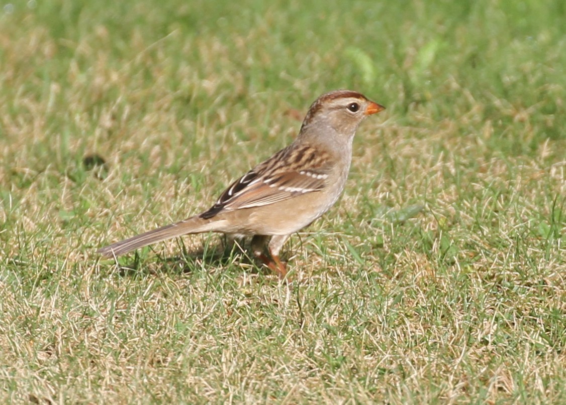 Wisconsin eBird Checklist - 3 Sep 2023 - Bourgo Home - 49 species