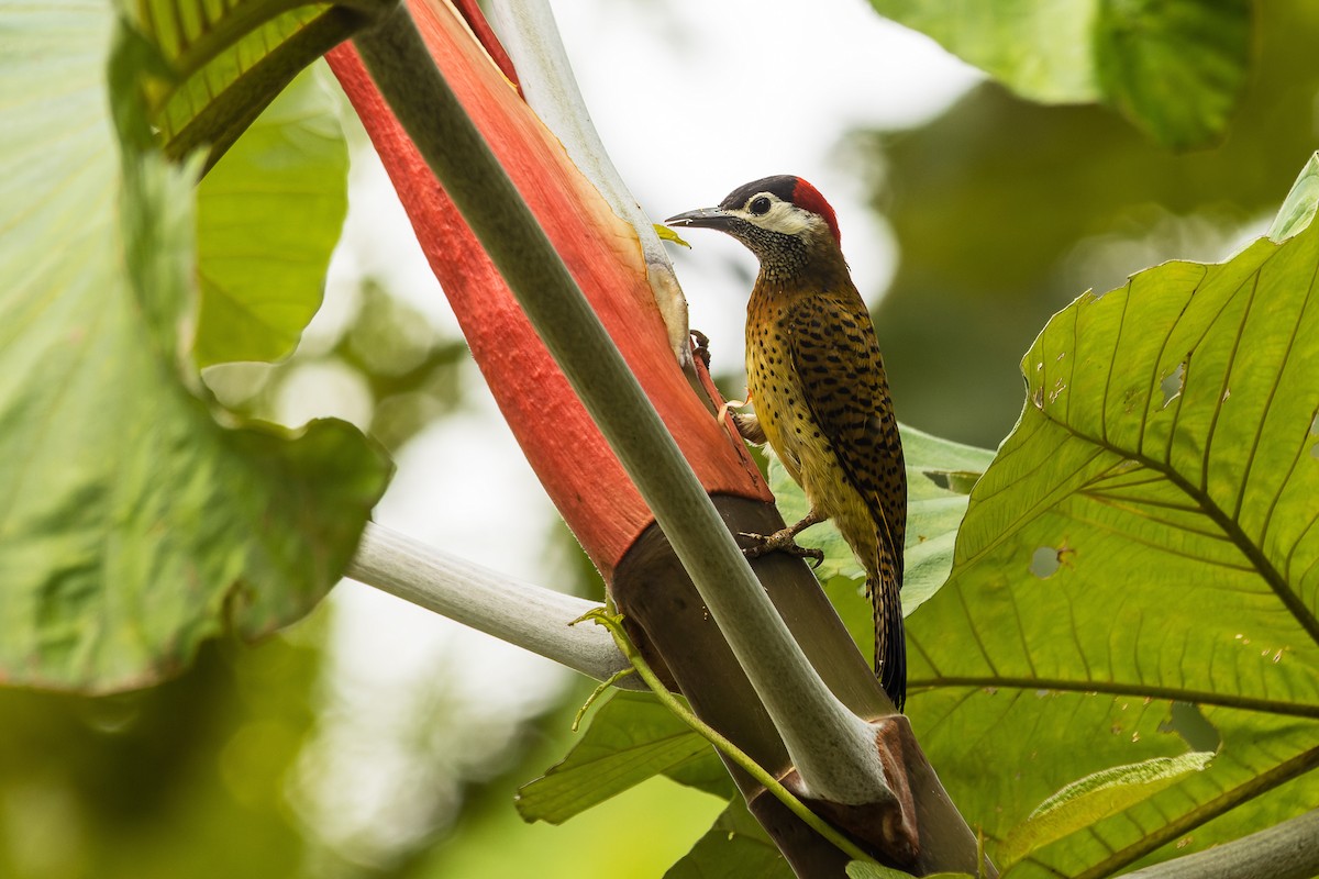 Spot-breasted Woodpecker - ML608459466