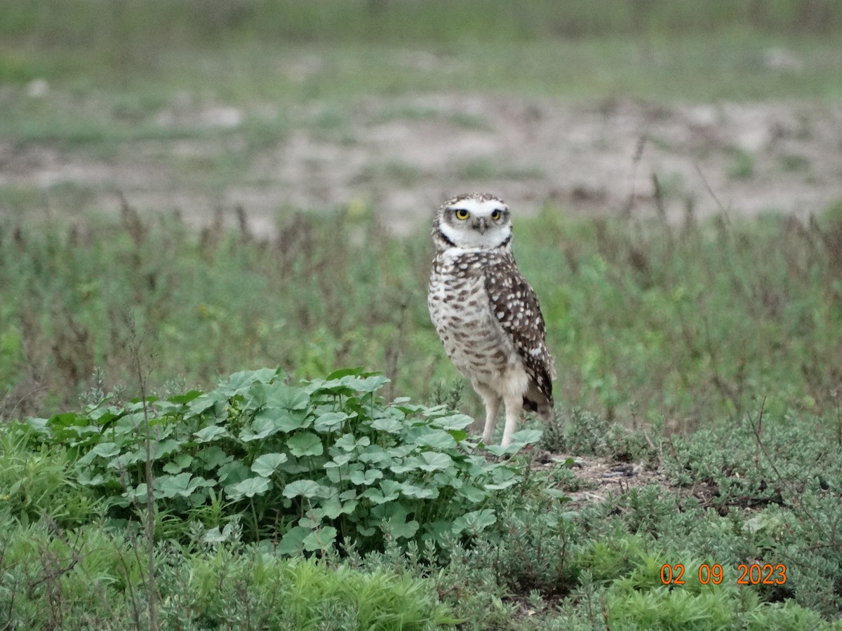Burrowing Owl - ML608460612