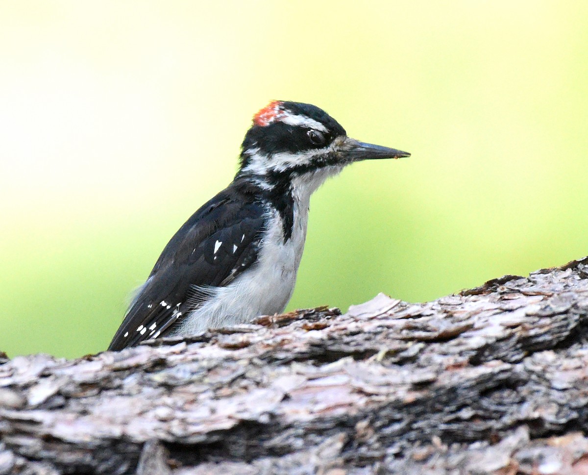 Hairy Woodpecker (Rocky Mts.) - ML608460707