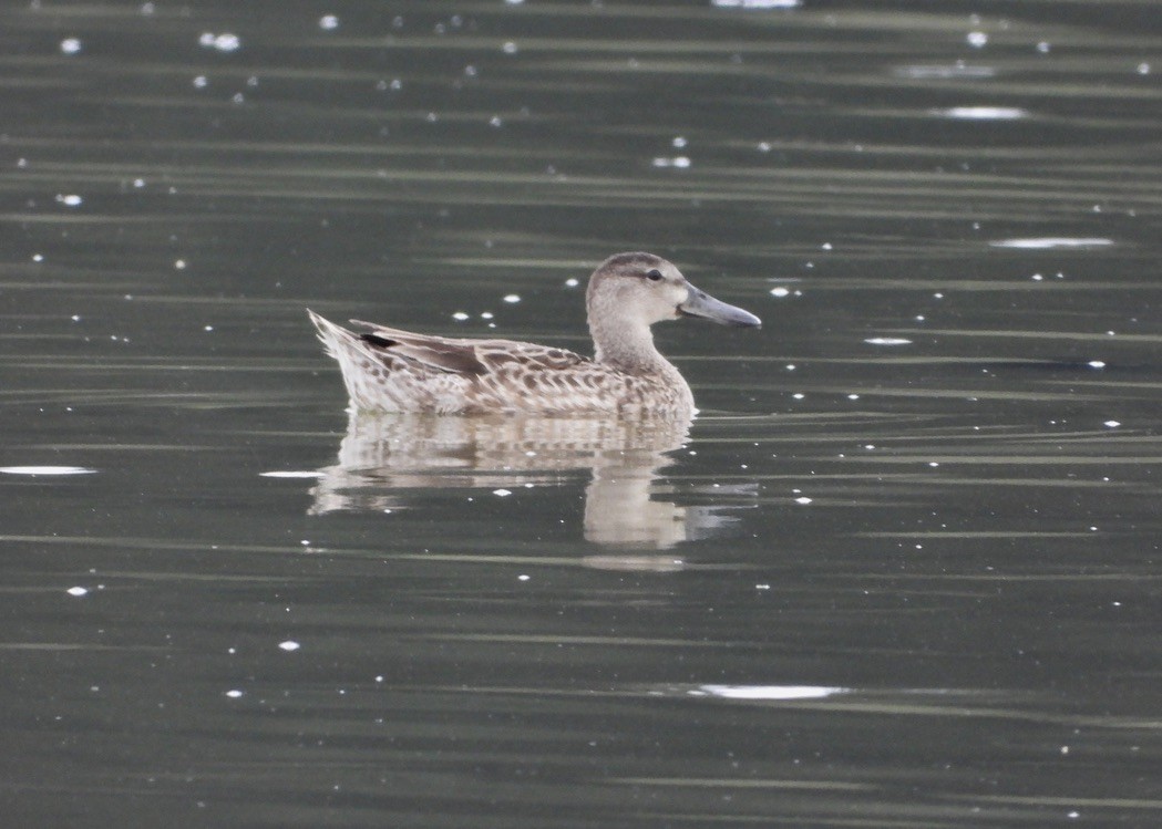 Blue-winged Teal - ML608461417