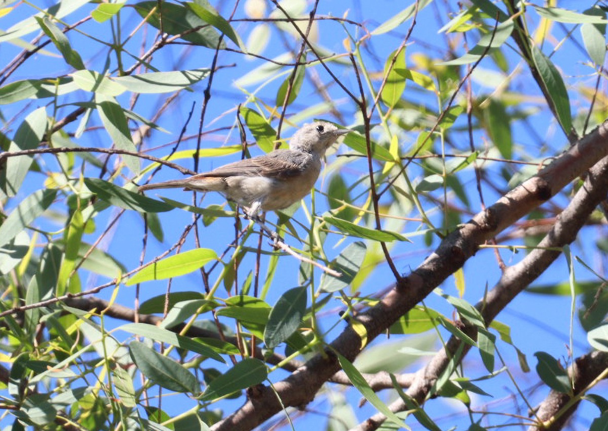 Lucy's Warbler - ML608461467