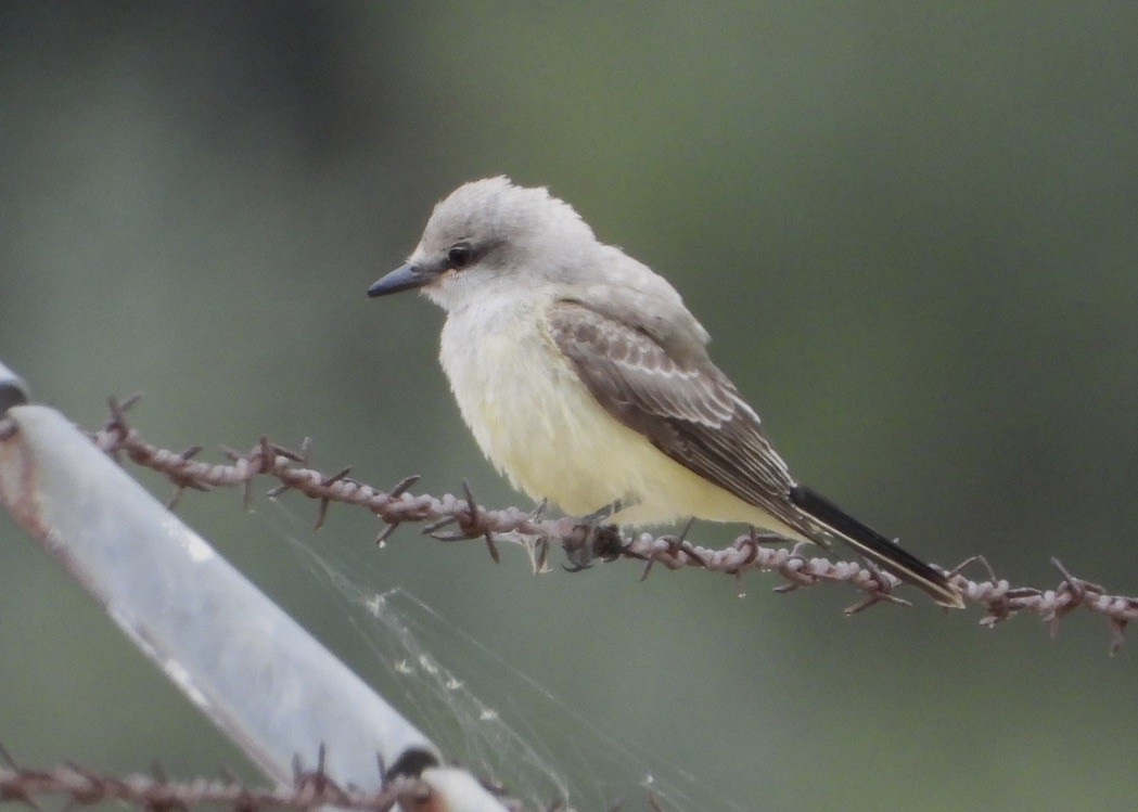 Western Kingbird - ML608461476