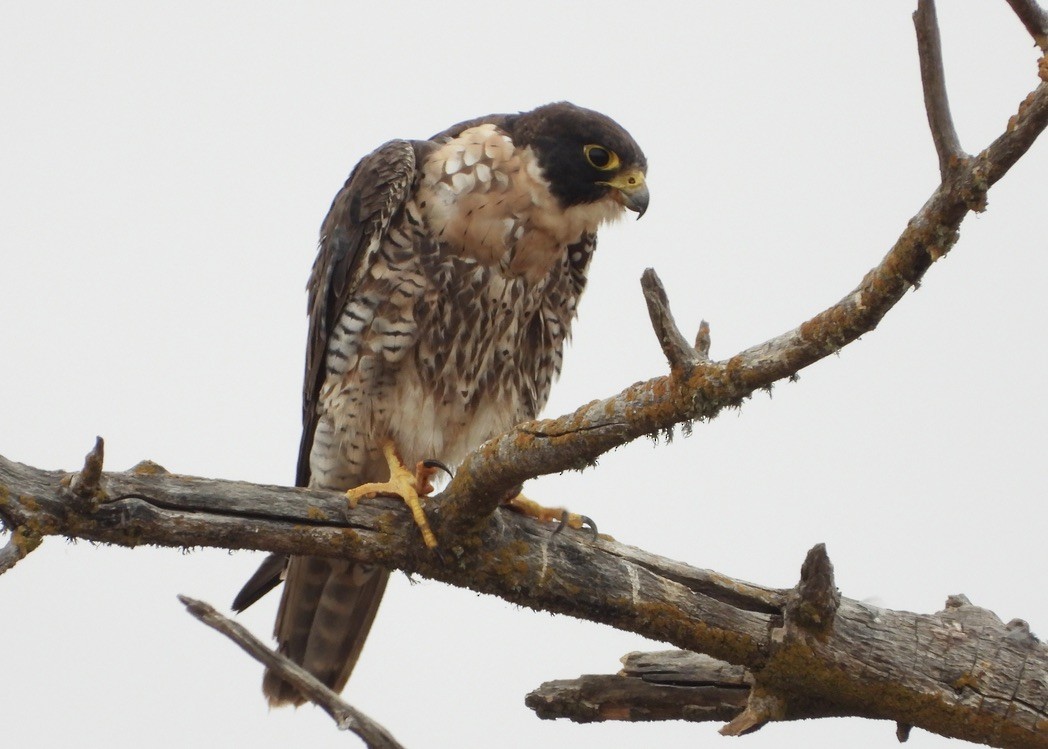 Peregrine Falcon - ML608461514