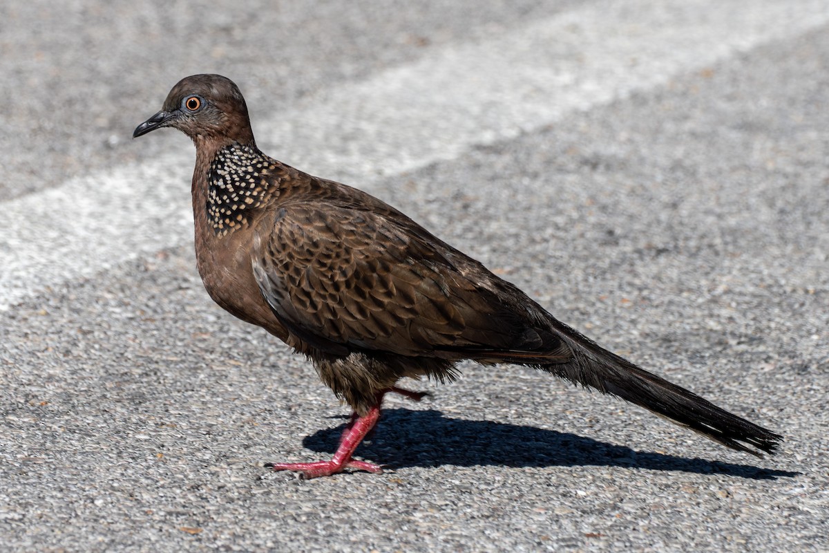 Spotted Dove - ML608461789