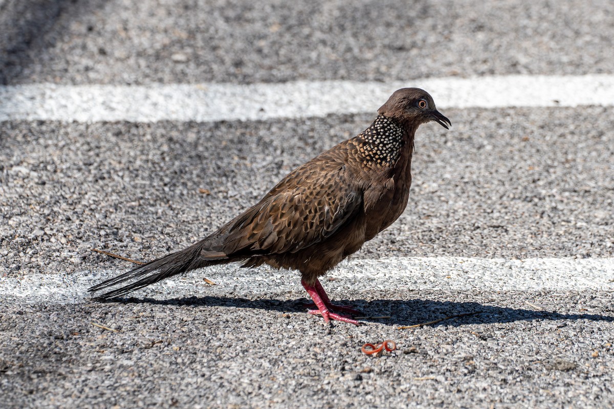 Spotted Dove - ML608461792