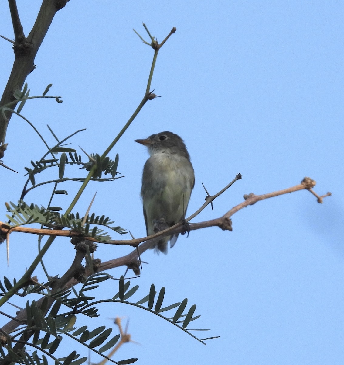 eBird Checklist 3 Sep 2023 Riparian Preserve at Gilbert Water Ranch