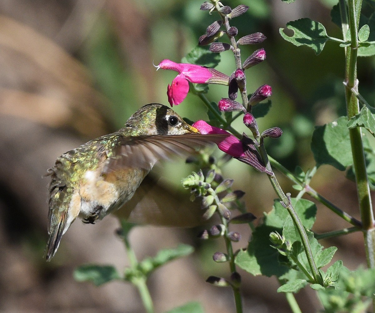 Calliope Hummingbird - ML608462584