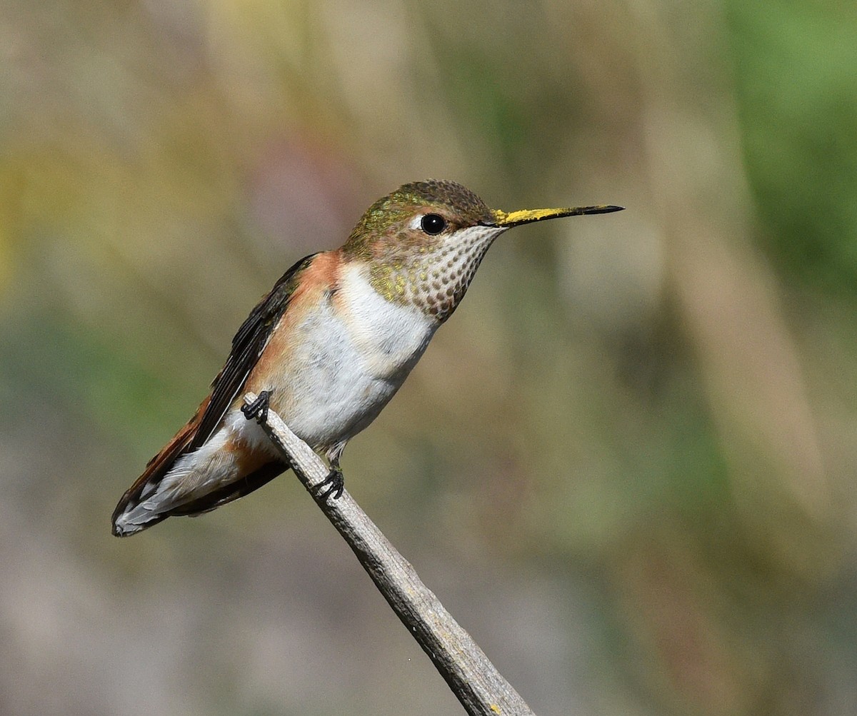Rufous Hummingbird - ML608462818