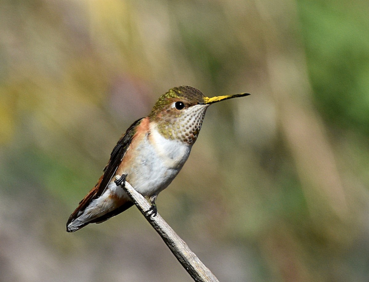 Rufous Hummingbird - ML608462848