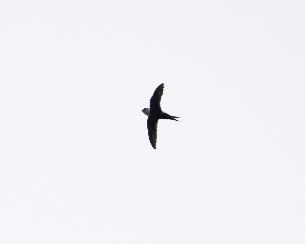 Lesser Swallow-tailed Swift - ML608462849