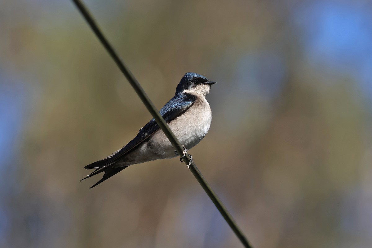Pearl-breasted Swallow - ML608462944
