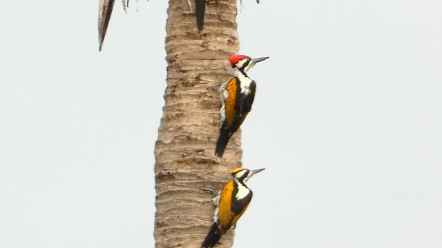 White-naped Woodpecker - ML608463528