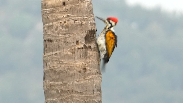White-naped Woodpecker - ML608463743