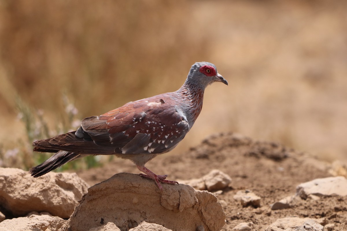 Speckled Pigeon - ML608463768