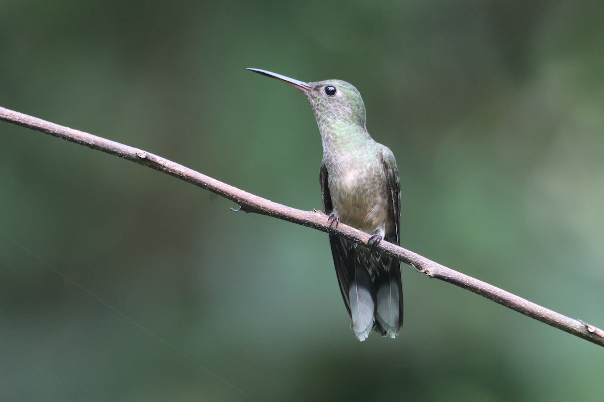 Scaly-breasted Hummingbird - ML608463773
