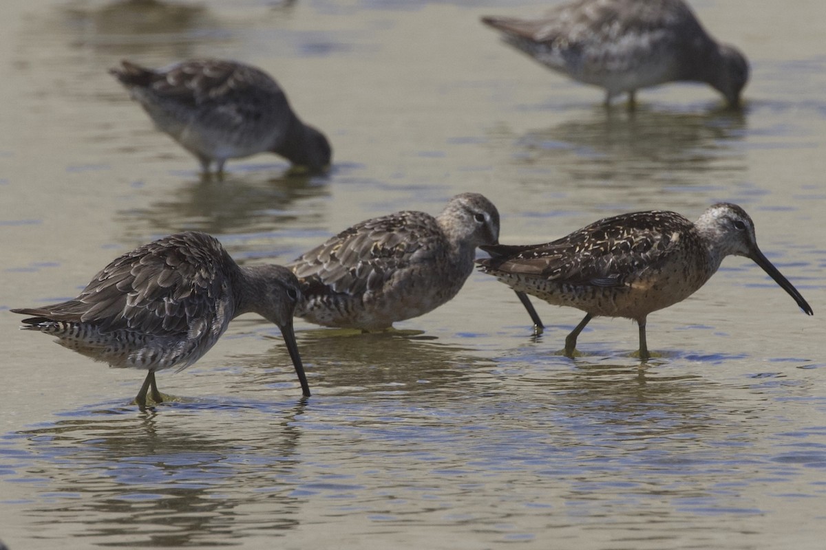 Long-billed Dowitcher - ML608463804