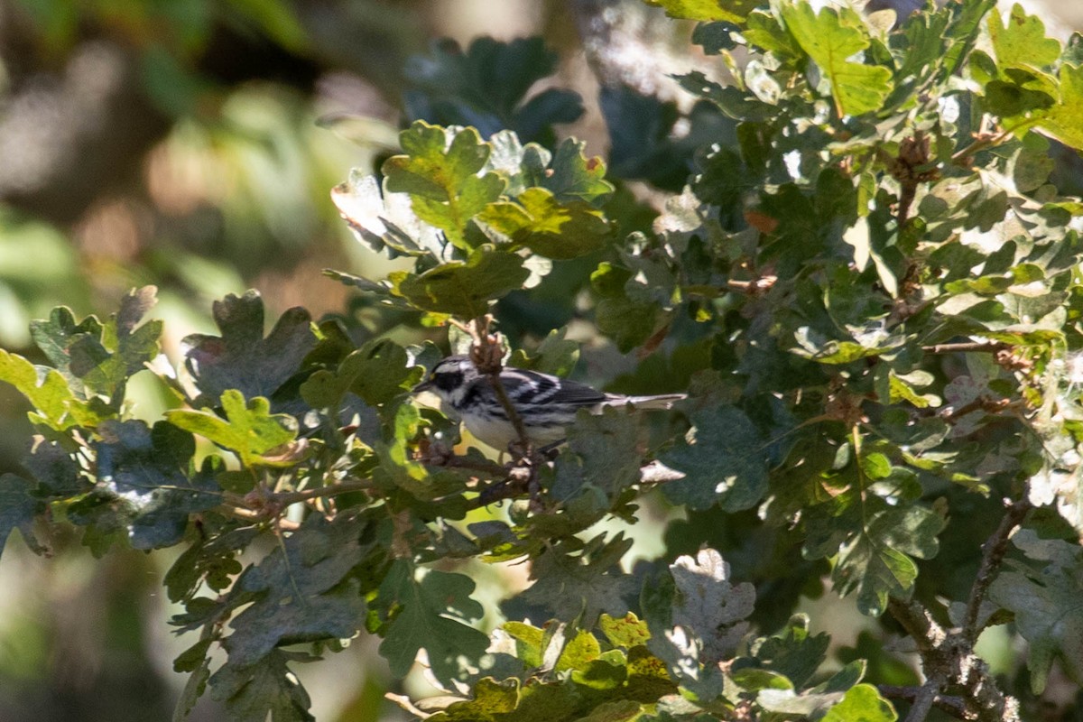 Black-throated Gray Warbler - ML608463869