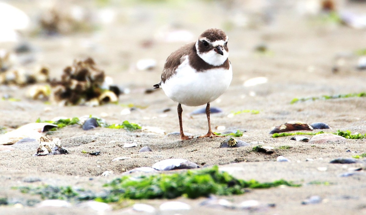 Semipalmated Plover - ML608464042