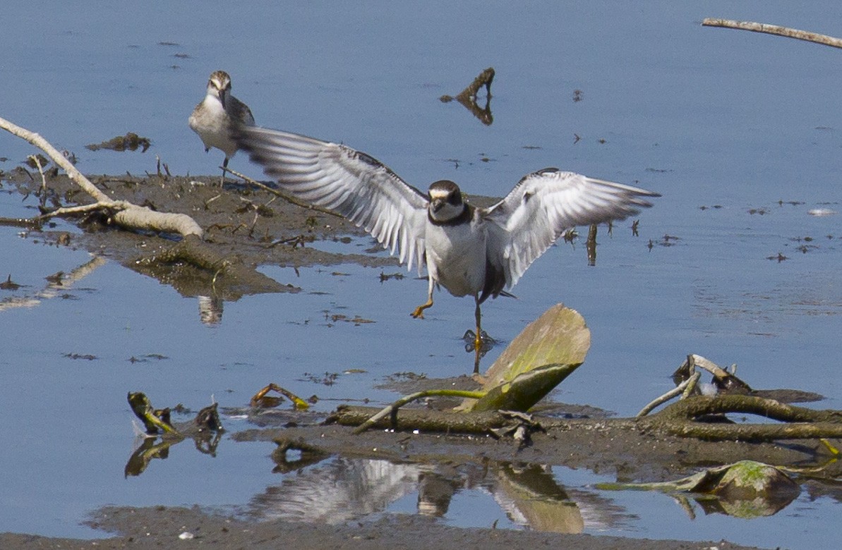 Semipalmated Plover - ML608464694