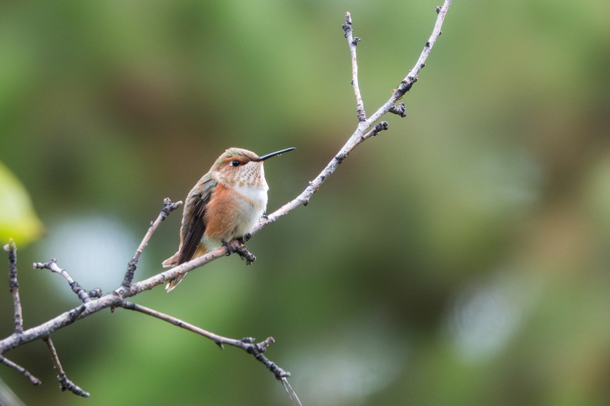 Rufous Hummingbird - Jordan Gerue