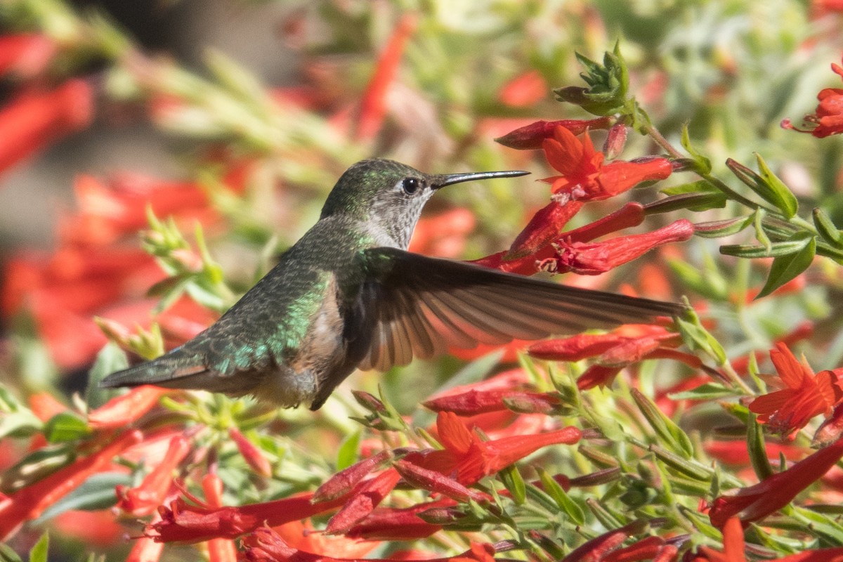 Broad-tailed Hummingbird - ML608465528