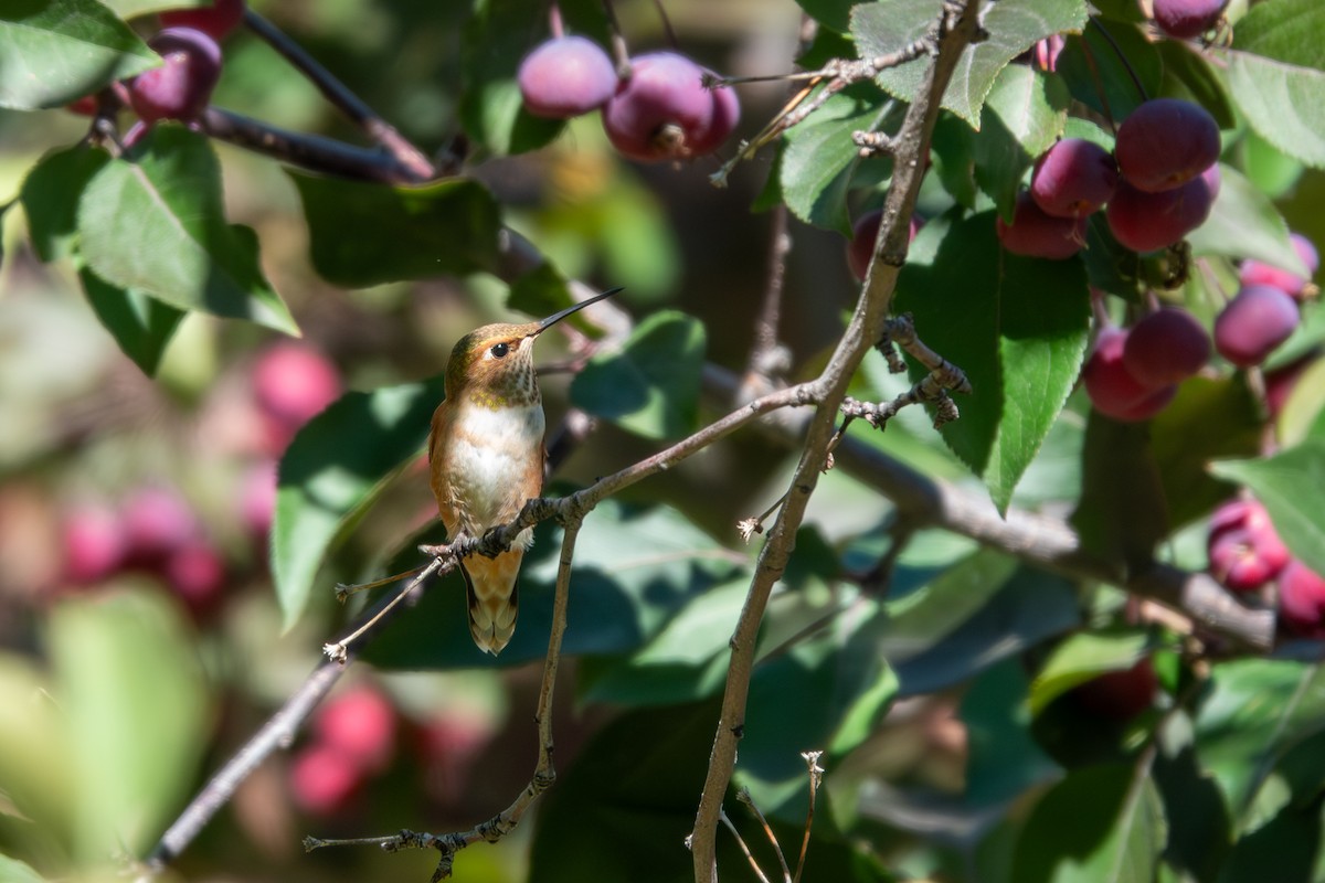 Rufous Hummingbird - ML608465529