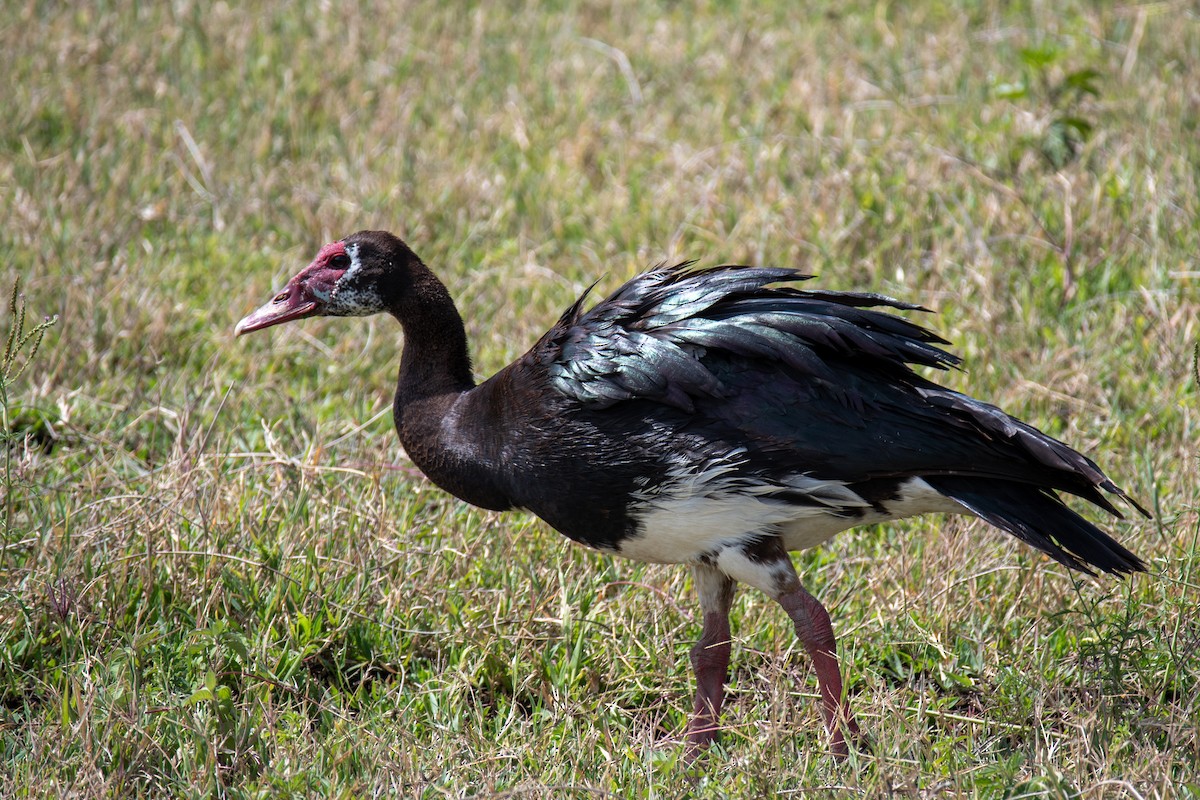 Spur-winged Goose - ML608465538