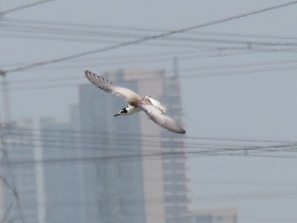 White-winged Tern - ML608465644