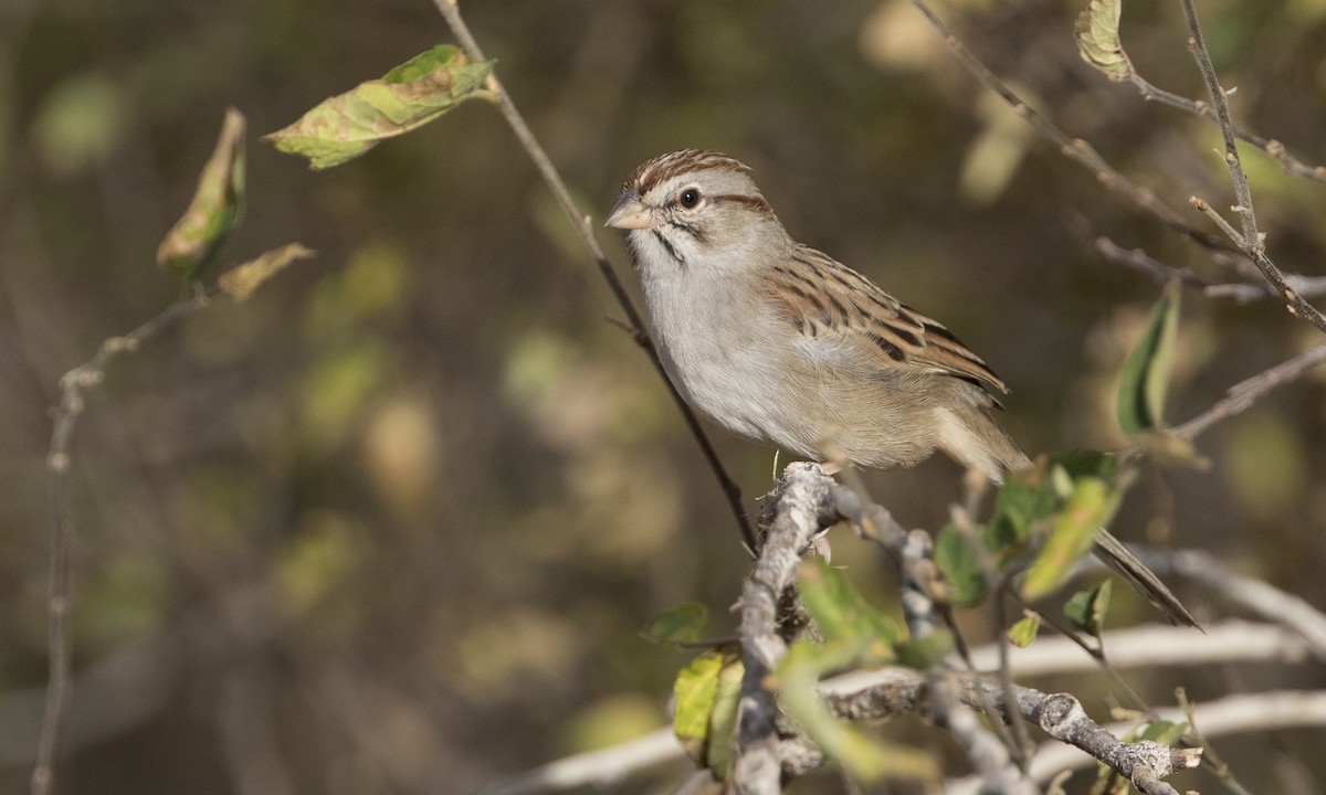 Rufous-winged Sparrow - ML608465688