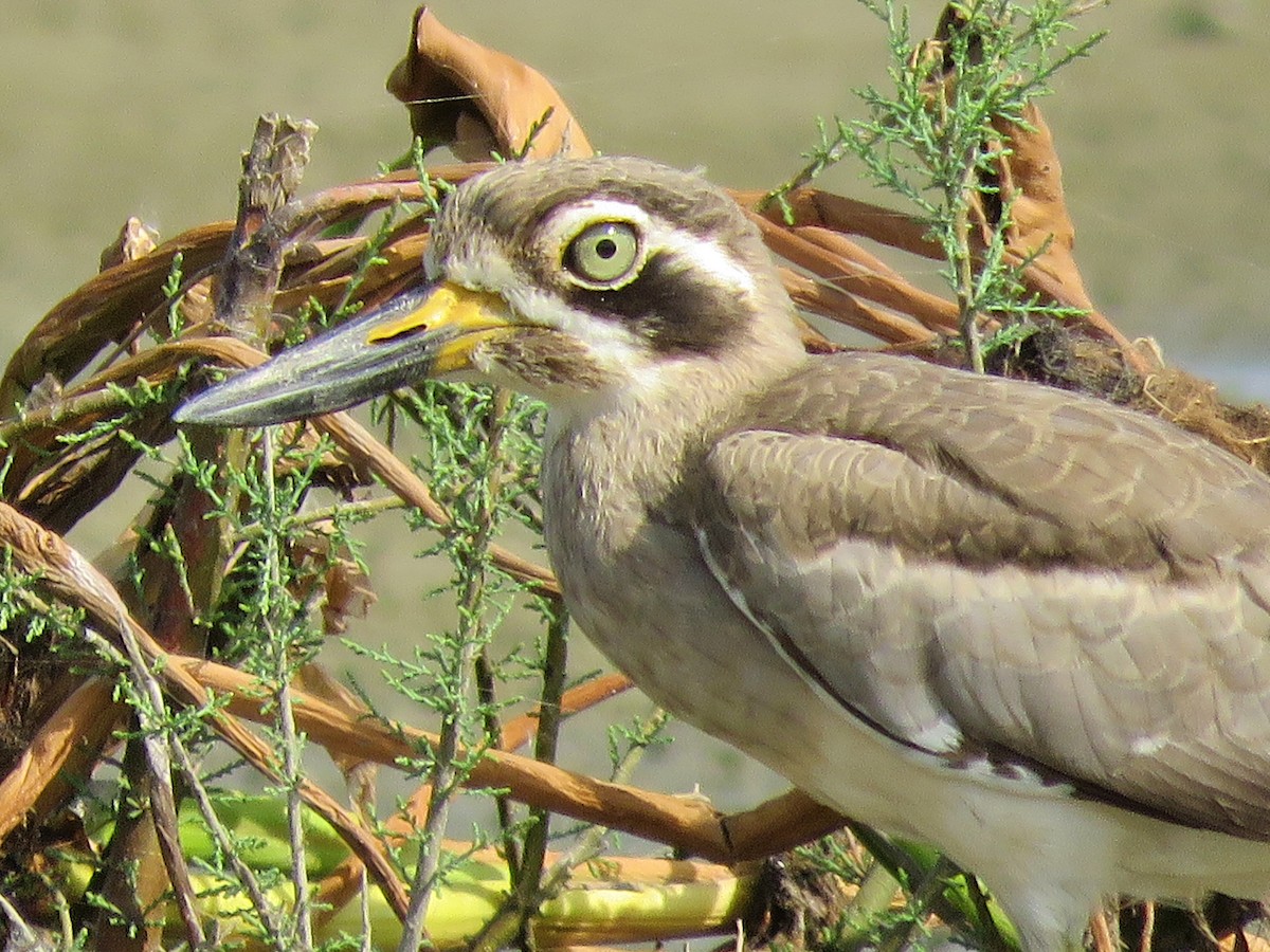 Great Thick-knee - ML608465693