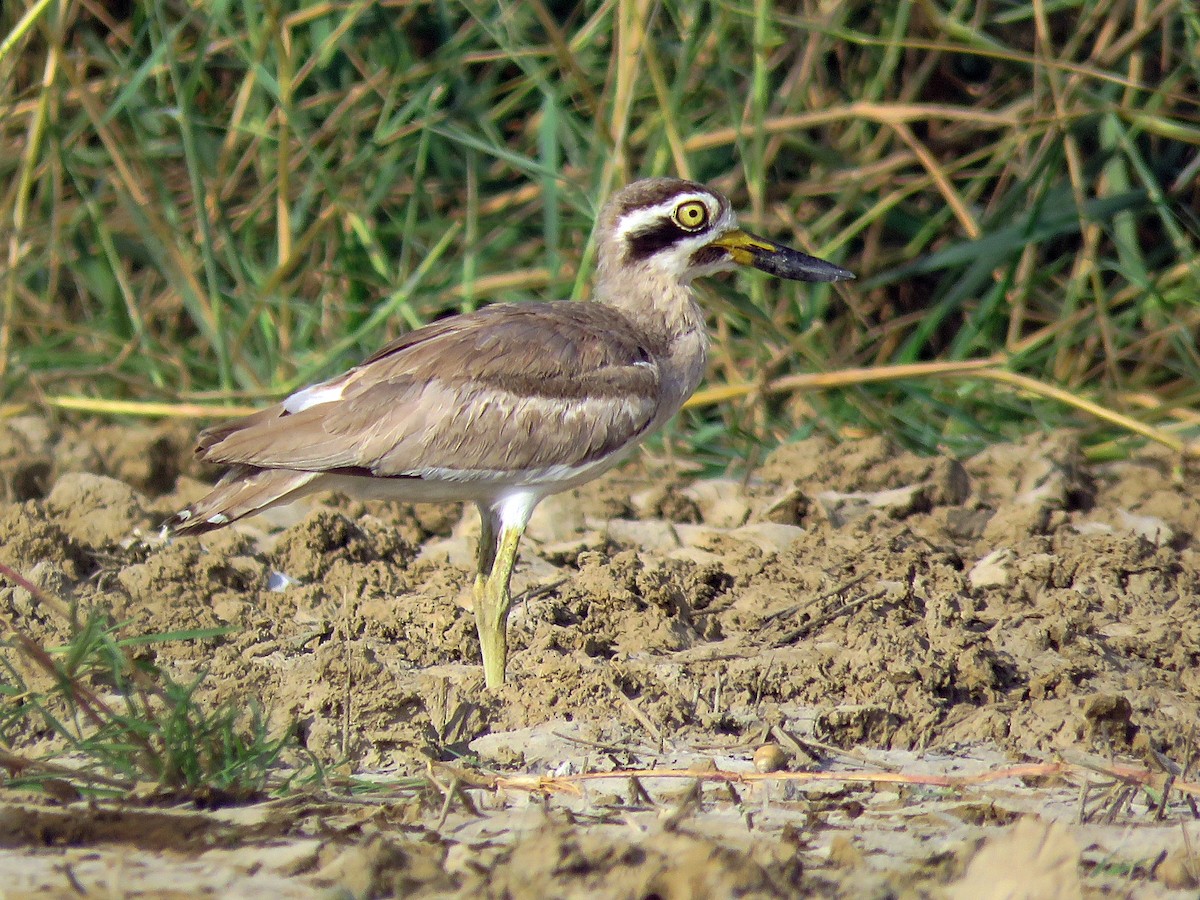 Great Thick-knee - ML608465694