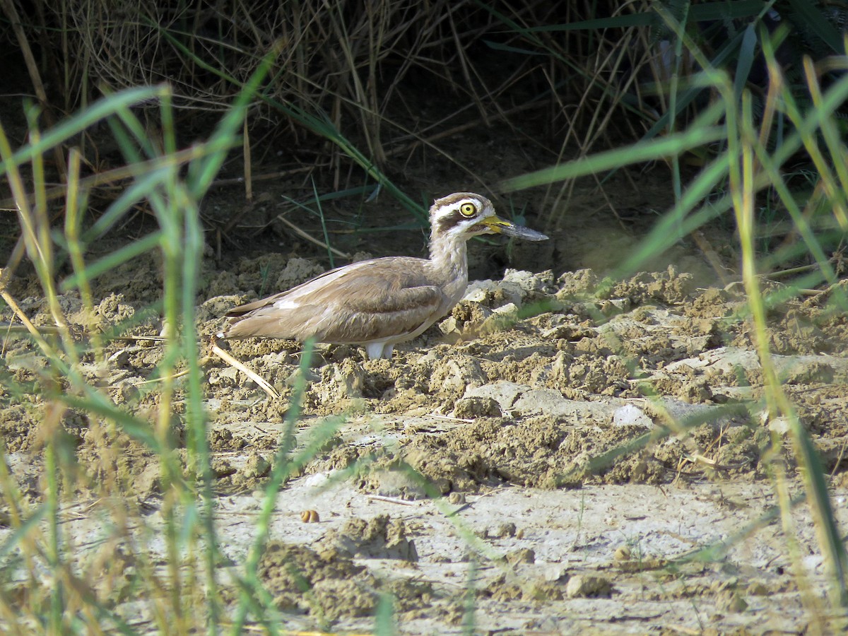 Great Thick-knee - ML608465701