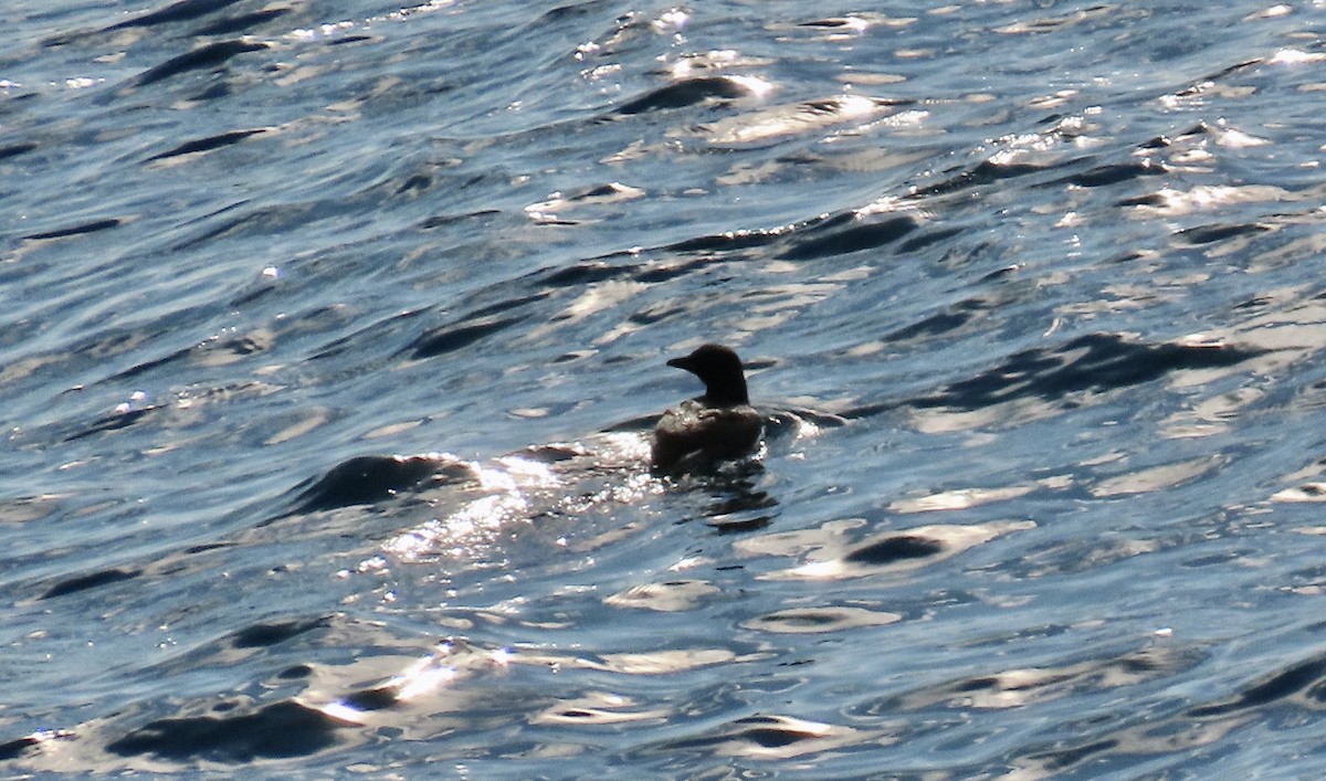 Thick-billed Murre - ML608465913