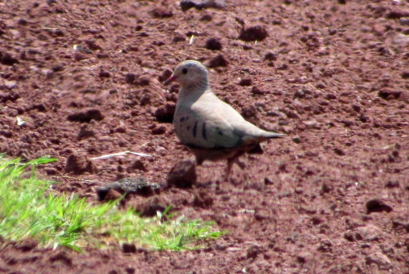 Common Ground Dove - ML608465949