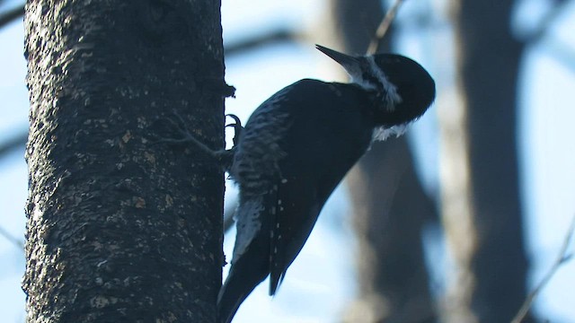Black-backed Woodpecker - ML608466047