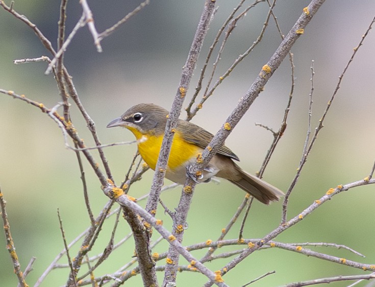 Yellow-breasted Chat - ML608466193