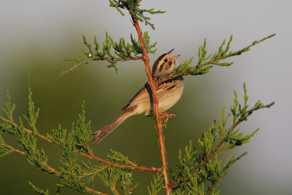Clay-colored Sparrow - Jeff Ellerbusch