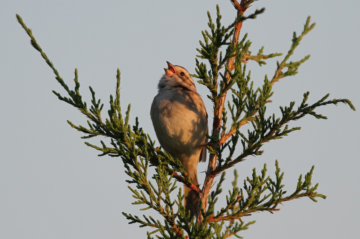 Clay-colored Sparrow - ML60846671