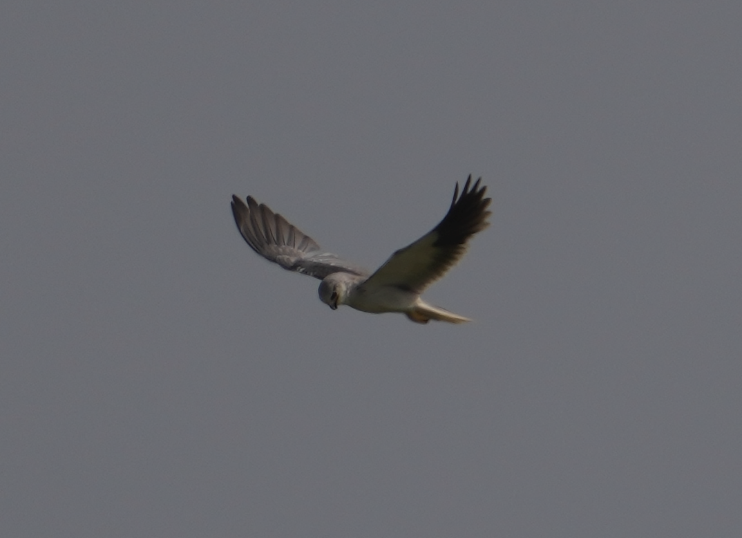 Black-winged Kite - ML608468111