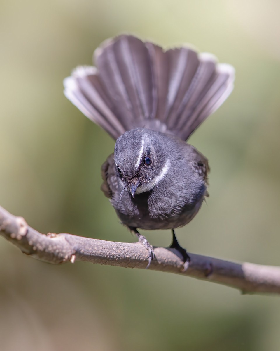 White-throated Fantail - ML608468119