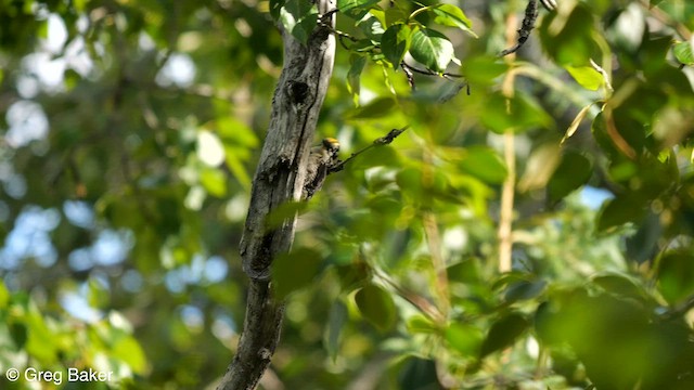 American Three-toed Woodpecker - ML608468560