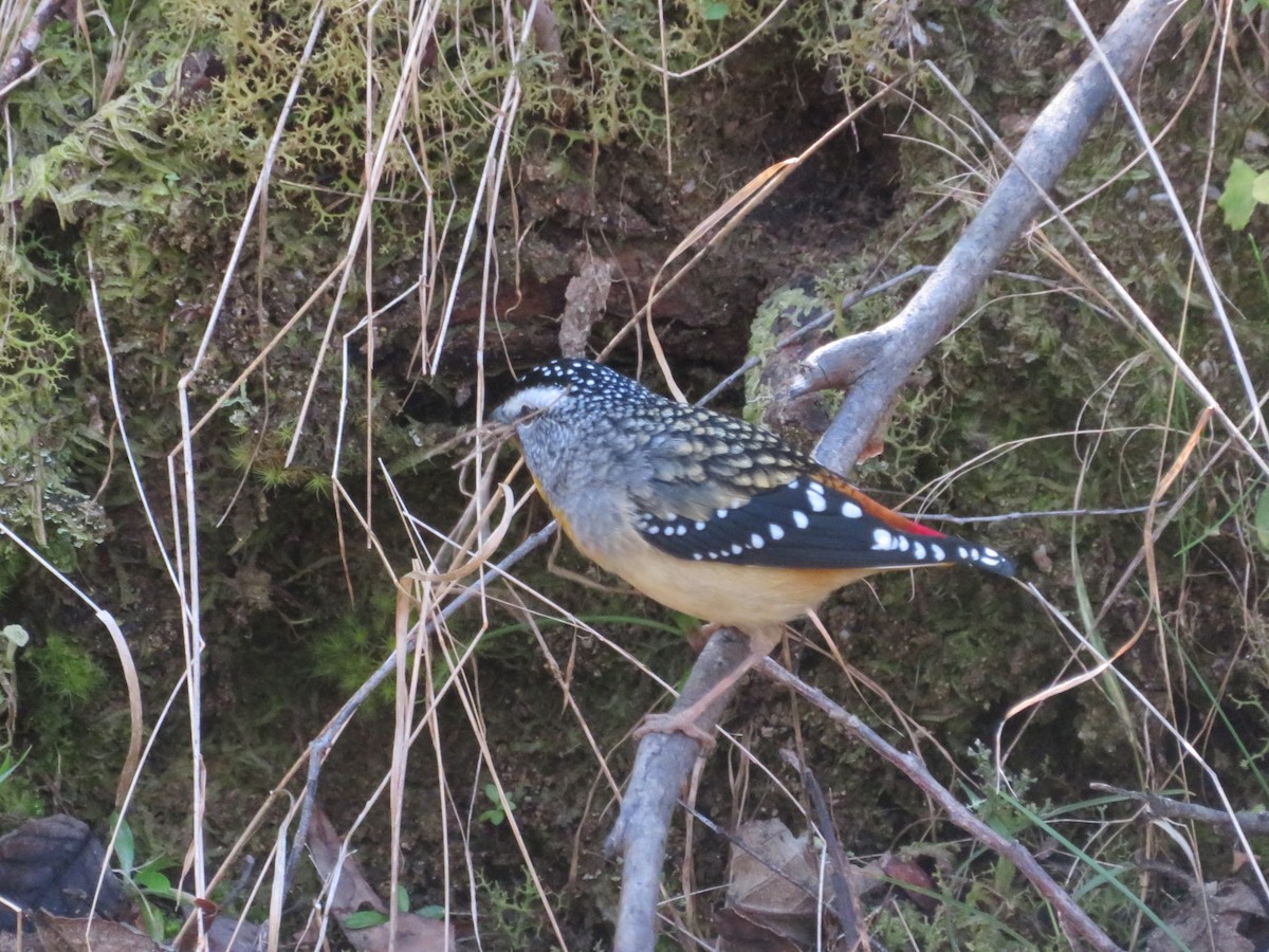Spotted Pardalote - ML608468661