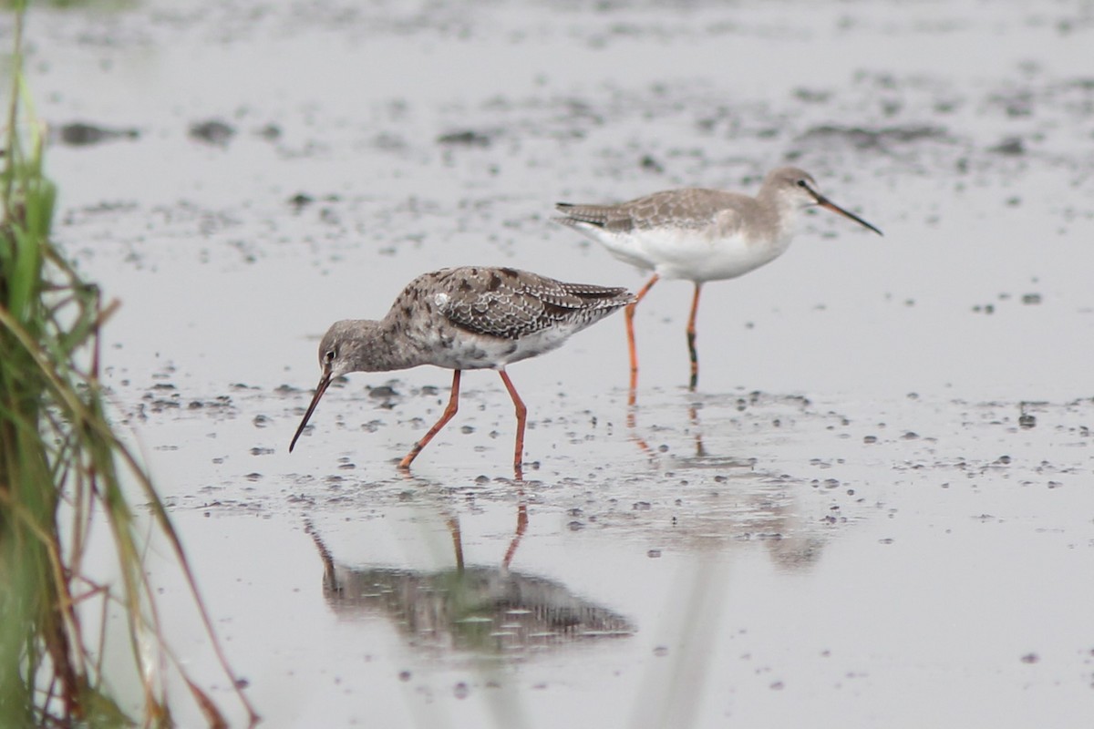 Spotted Redshank - ML608468942