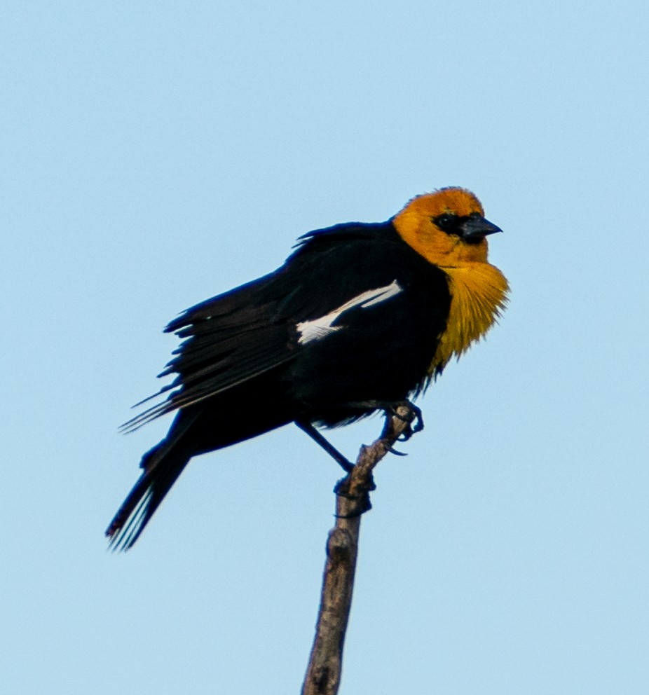 Yellow-headed Blackbird - ML608469696