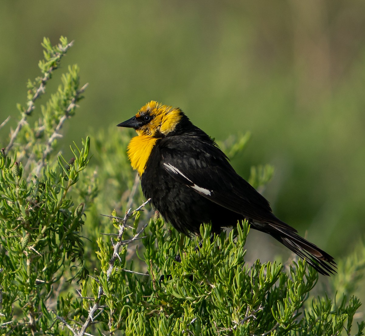 Yellow-headed Blackbird - ML608469700