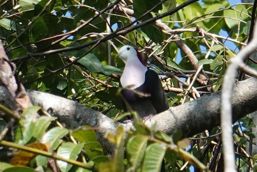 Red-naped Fruit-Dove - ML608469840