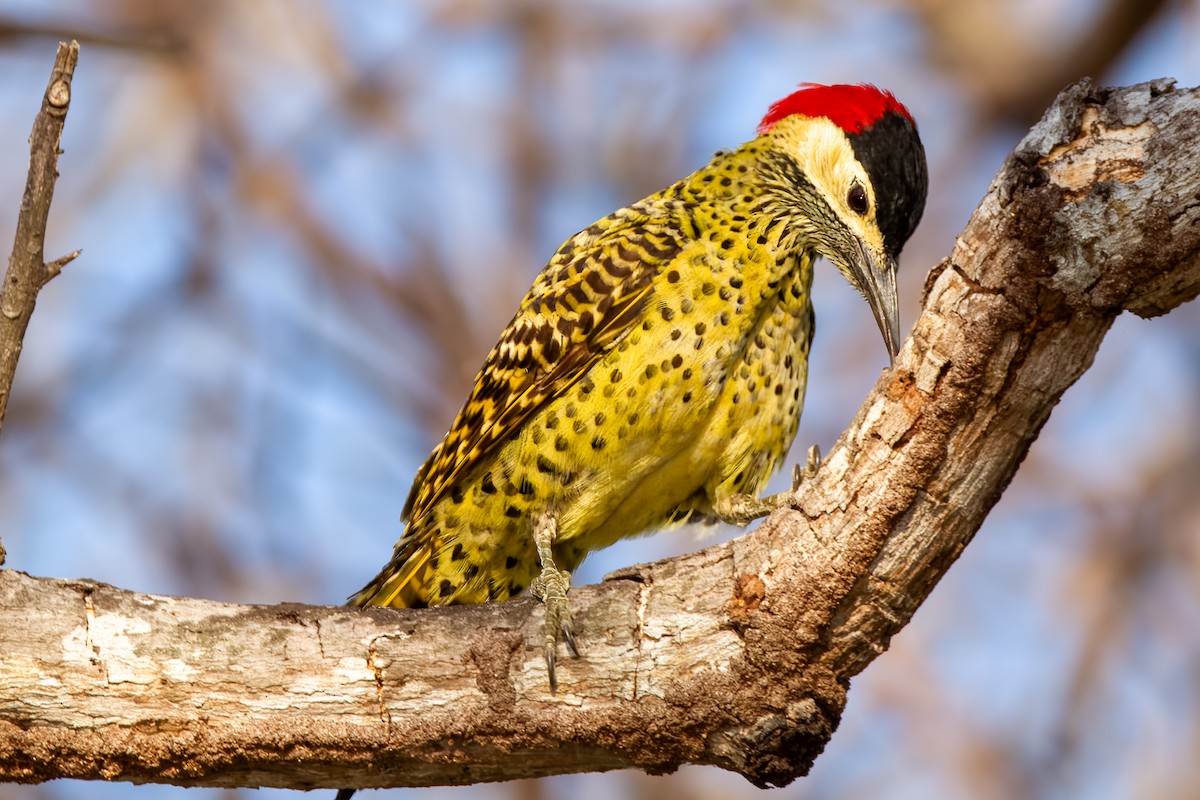 Green-barred Woodpecker - Fabiano Souto Rosa