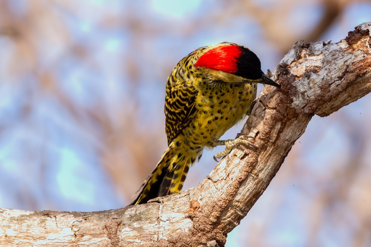 Green-barred Woodpecker - ML608470158